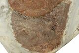 Four Fossil Leaves (Davidia & Zizyphoides) - Montana #190476-1